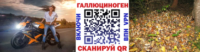 купить закладку Володарск Псилоцибиновые грибы мицелий